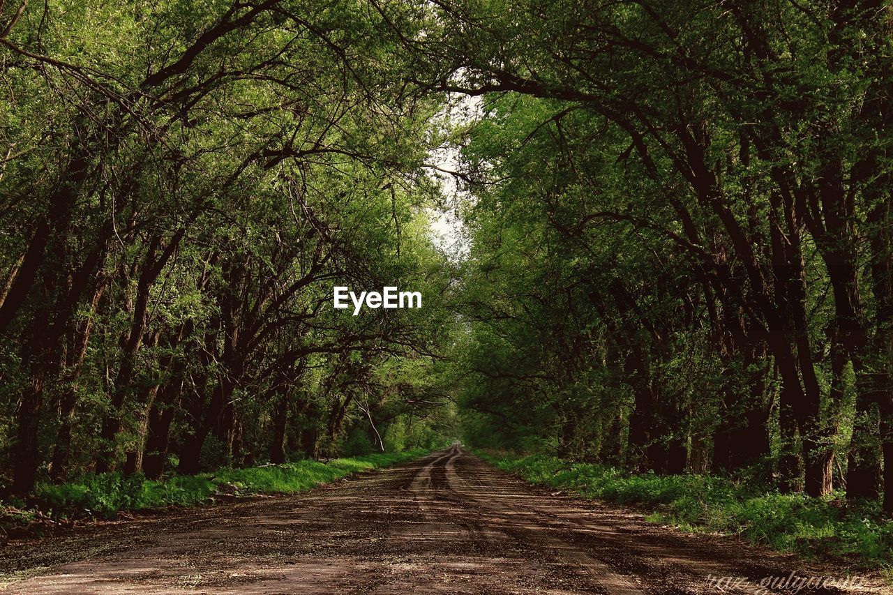 Diminishing perspective of dirt road amidst trees in forest