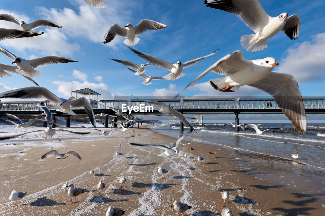 SEAGULLS FLYING OVER LAND