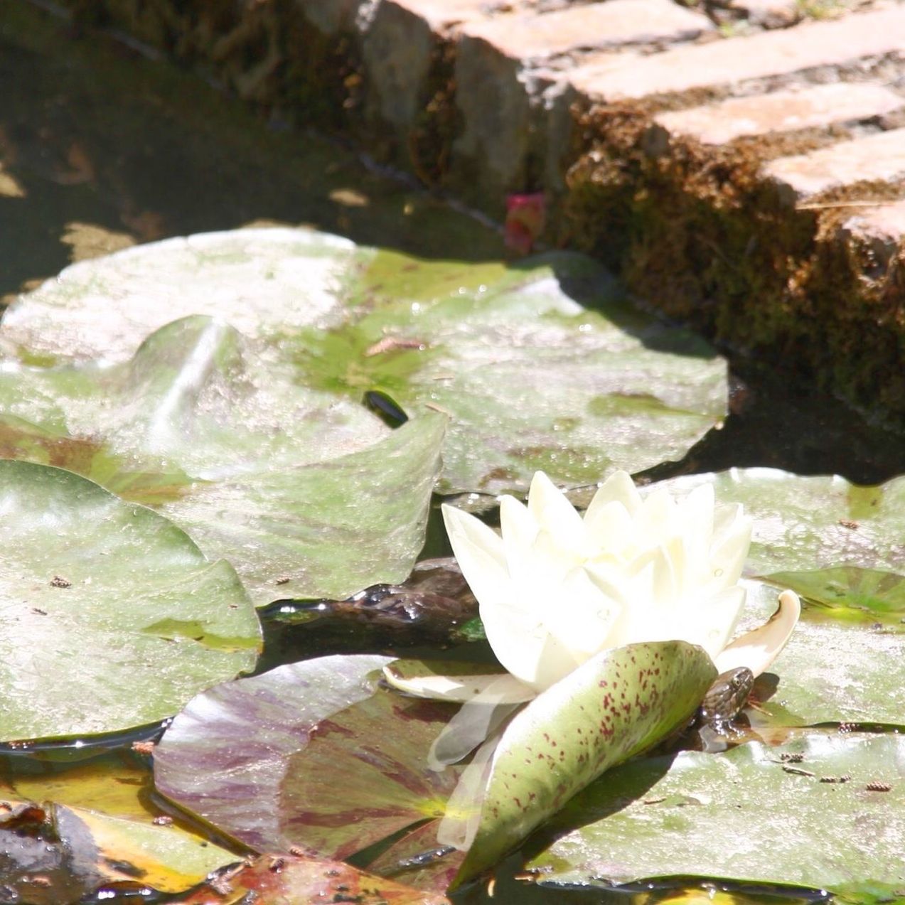 CLOSE-UP OF WHITE FLOWERS IN WATER