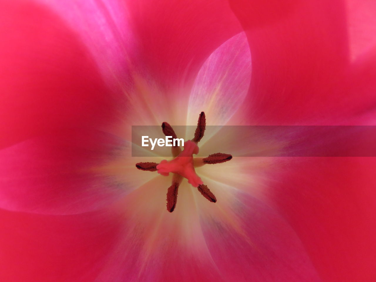 FULL FRAME SHOT OF PINK FLOWERS