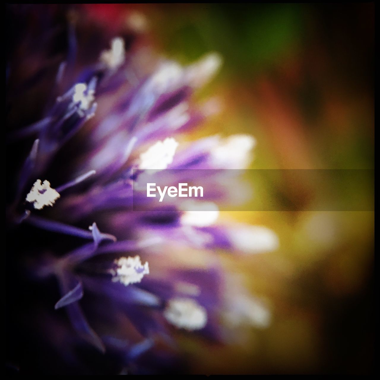 FULL FRAME SHOT OF WHITE FLOWERS