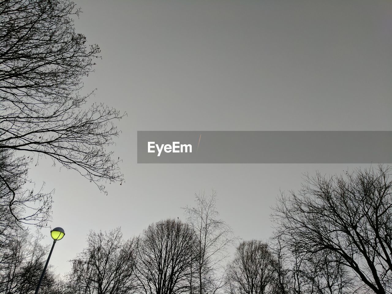 LOW ANGLE VIEW OF TREES AGAINST THE SKY