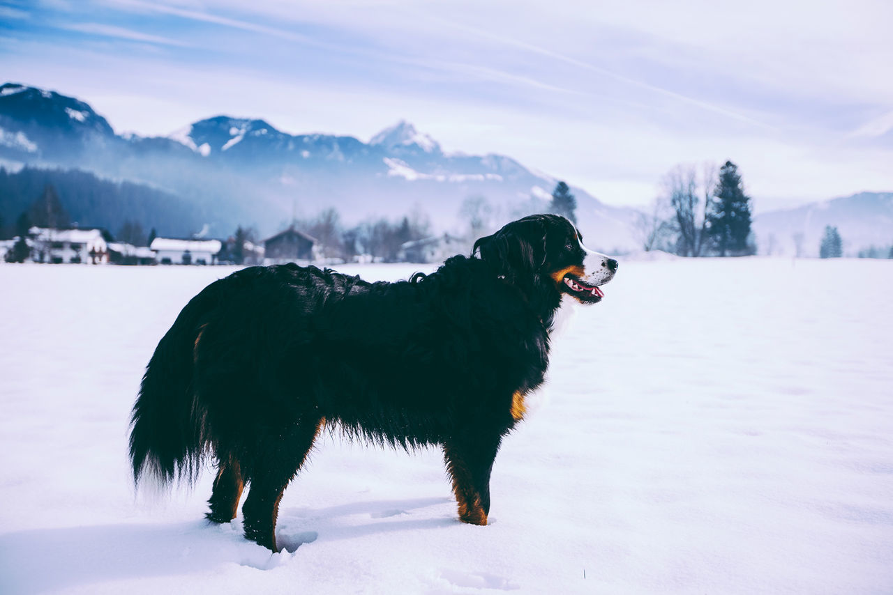 Dog standing on snow covered field against sky