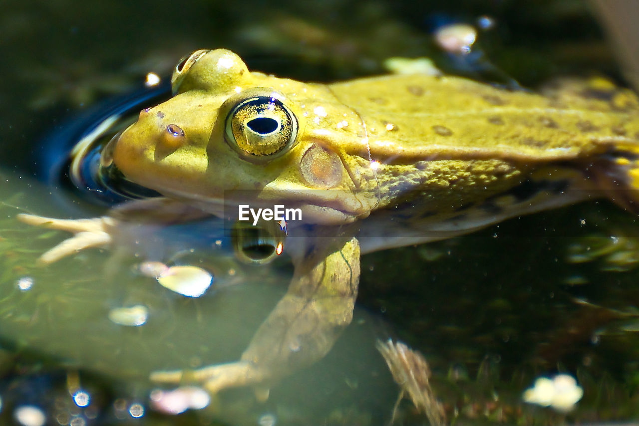 CLOSE-UP OF FROG ON LAKE
