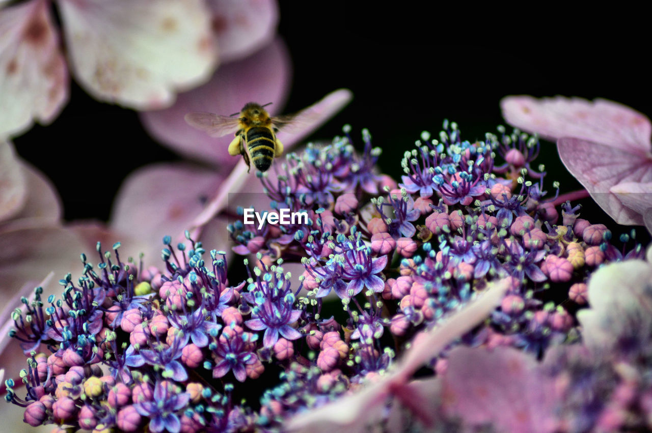 Bee on purple flowers