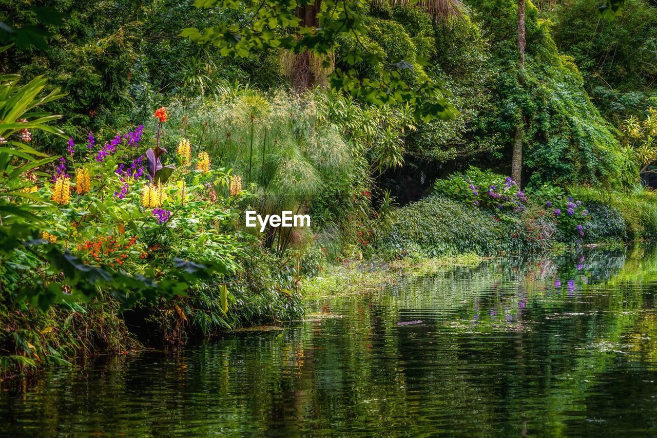 SCENIC VIEW OF LAKE AND PLANTS IN FOREST