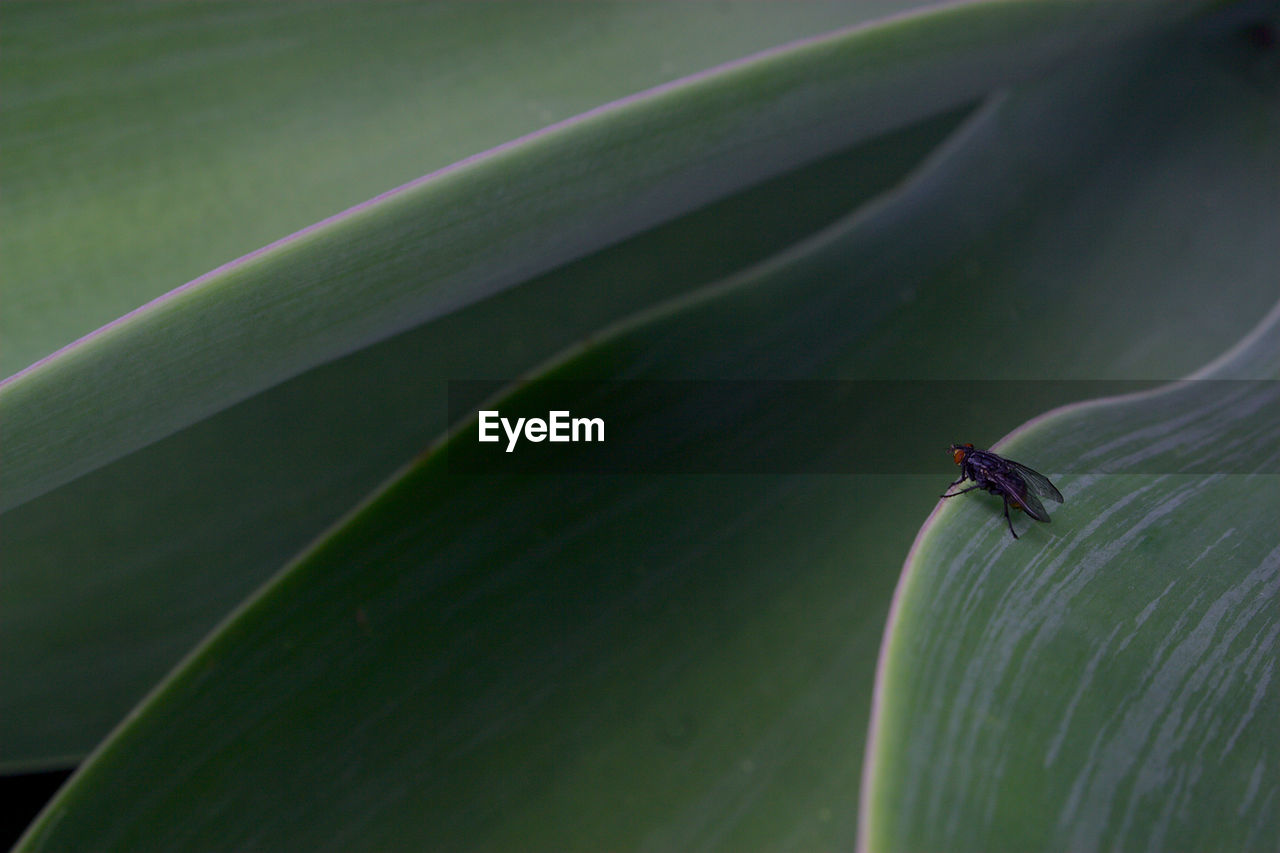 Close-up of insect on leaf