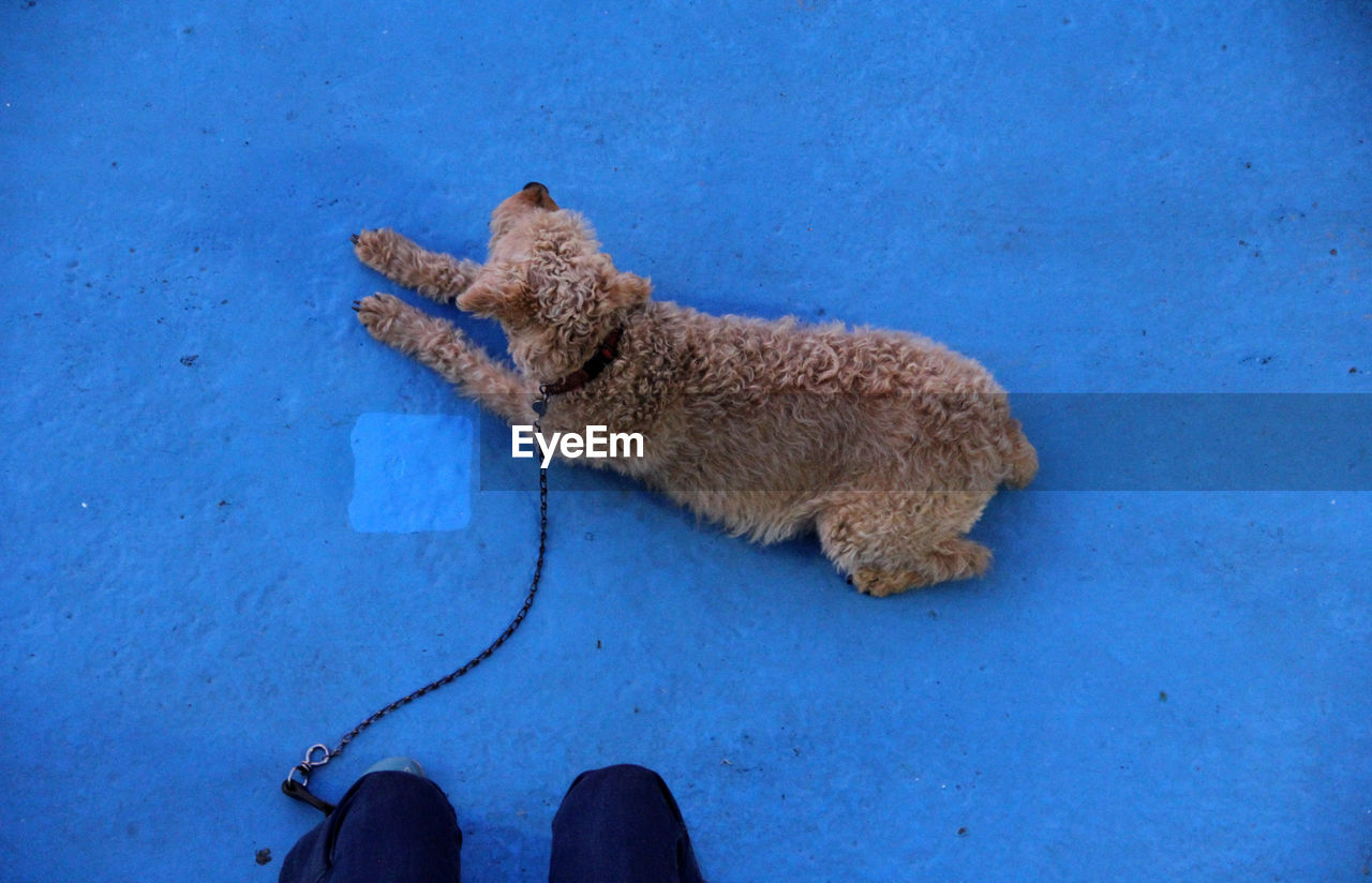 Low section of person with dog on blue surface