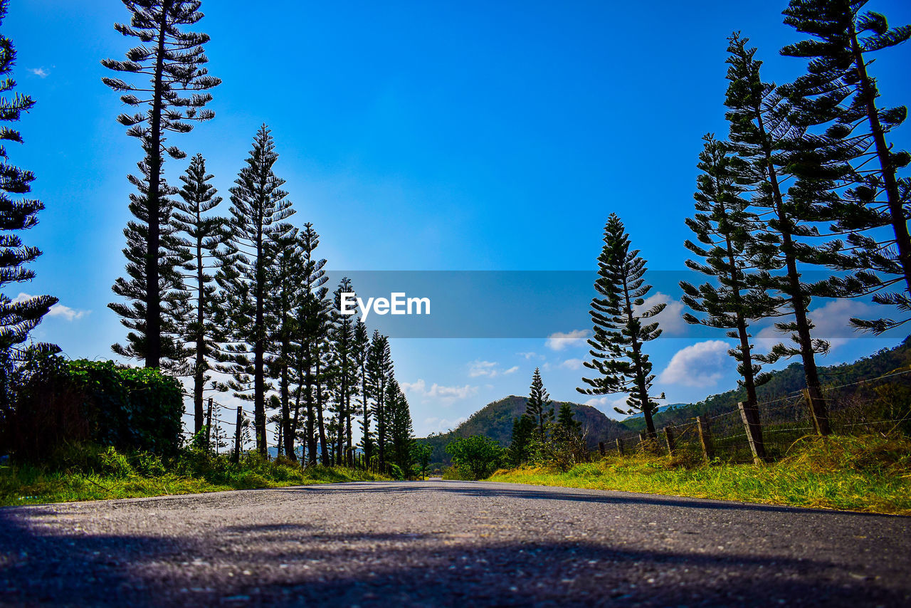 ROAD AMIDST TREES AGAINST BLUE SKY