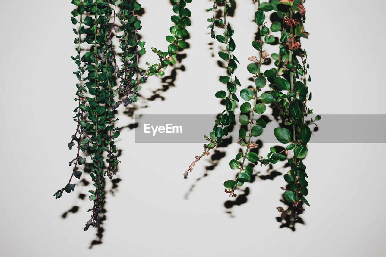 Close-up of plant against white background