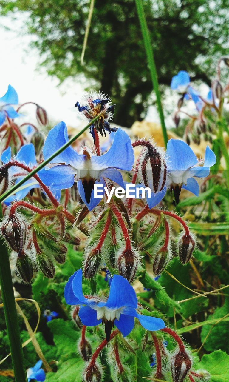 CLOSE-UP OF FLOWERS