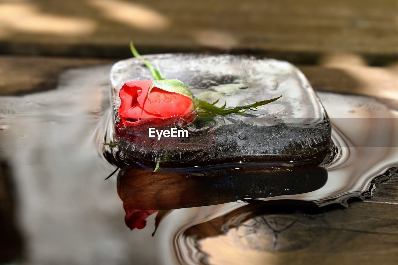 Red rose trapped in melting ice wooden background and reflections