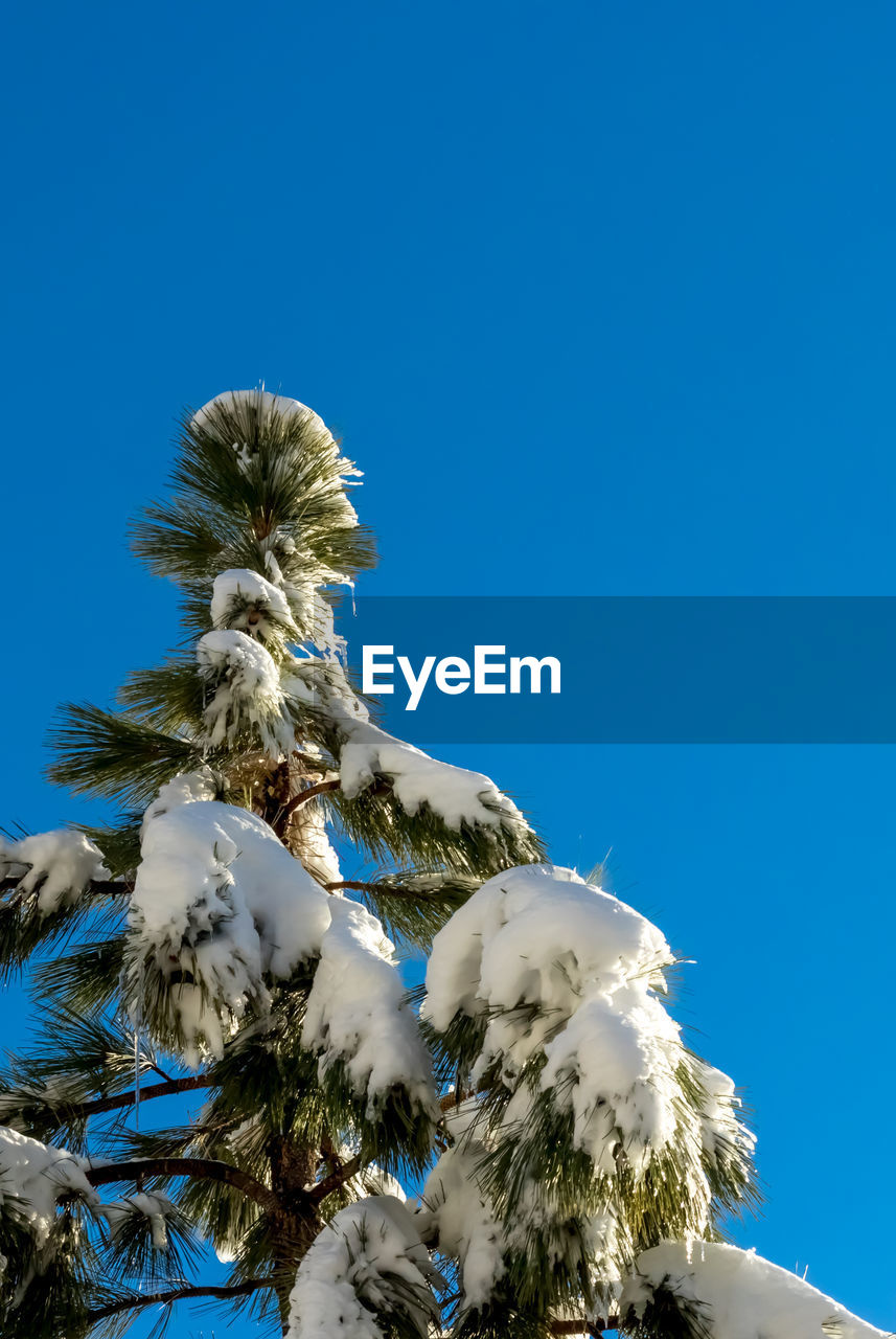 CLOSE-UP LOW ANGLE VIEW OF TREE AGAINST BLUE SKY