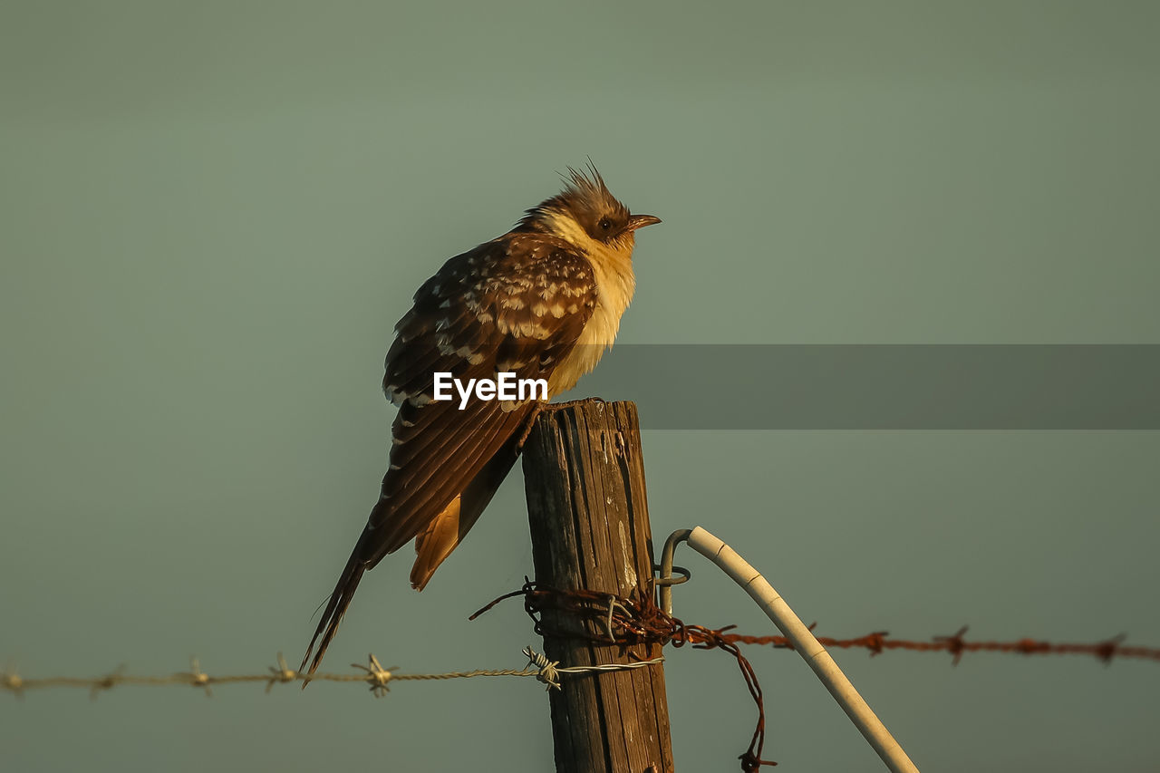 Bird perching on wooden post against clear sky at sunset