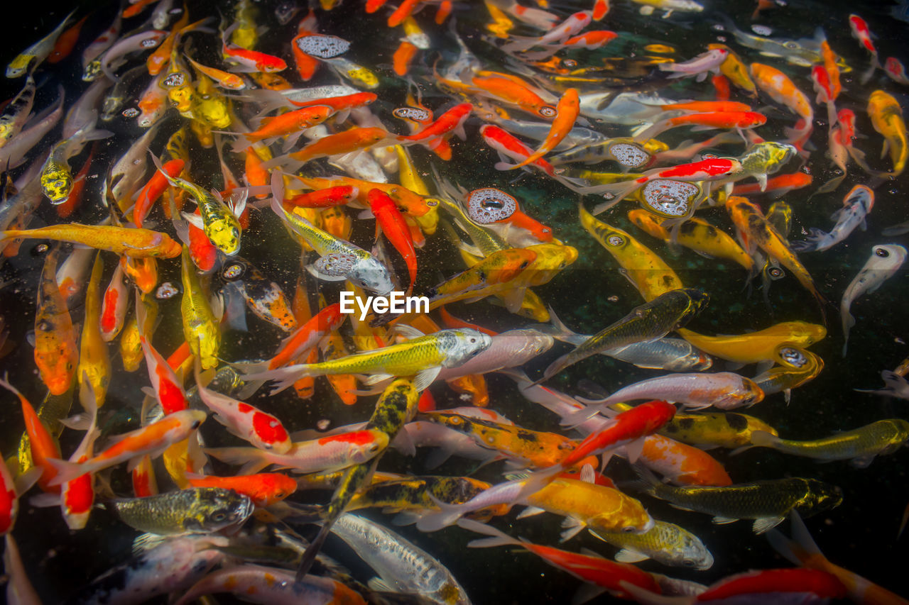 high angle view of koi carps in pond