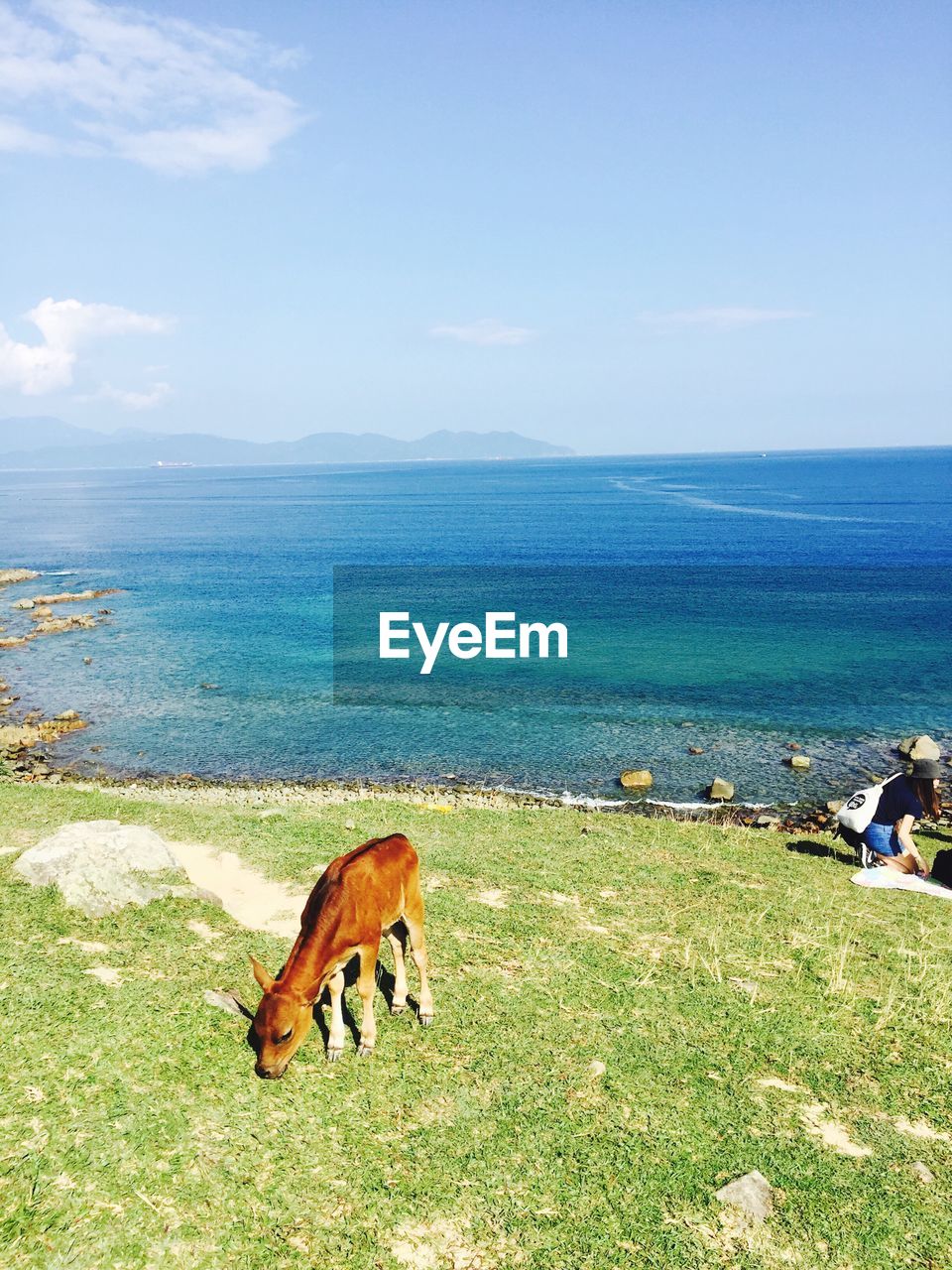 High angle view of calf grazing on field against sea