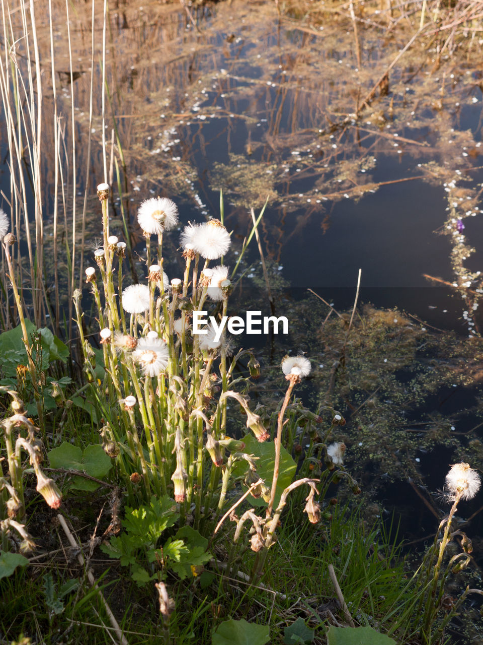 High angle view of white wildflowers by pond