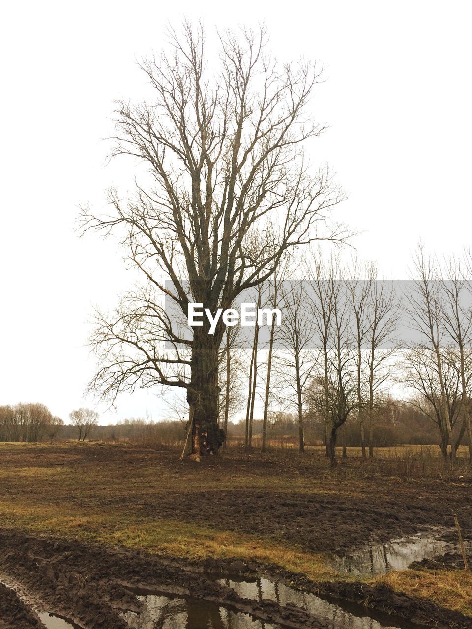 BARE TREES ON FIELD AGAINST SKY