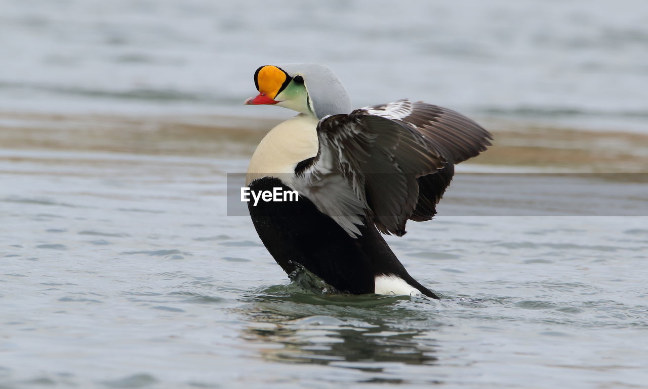 CLOSE-UP OF BIRD