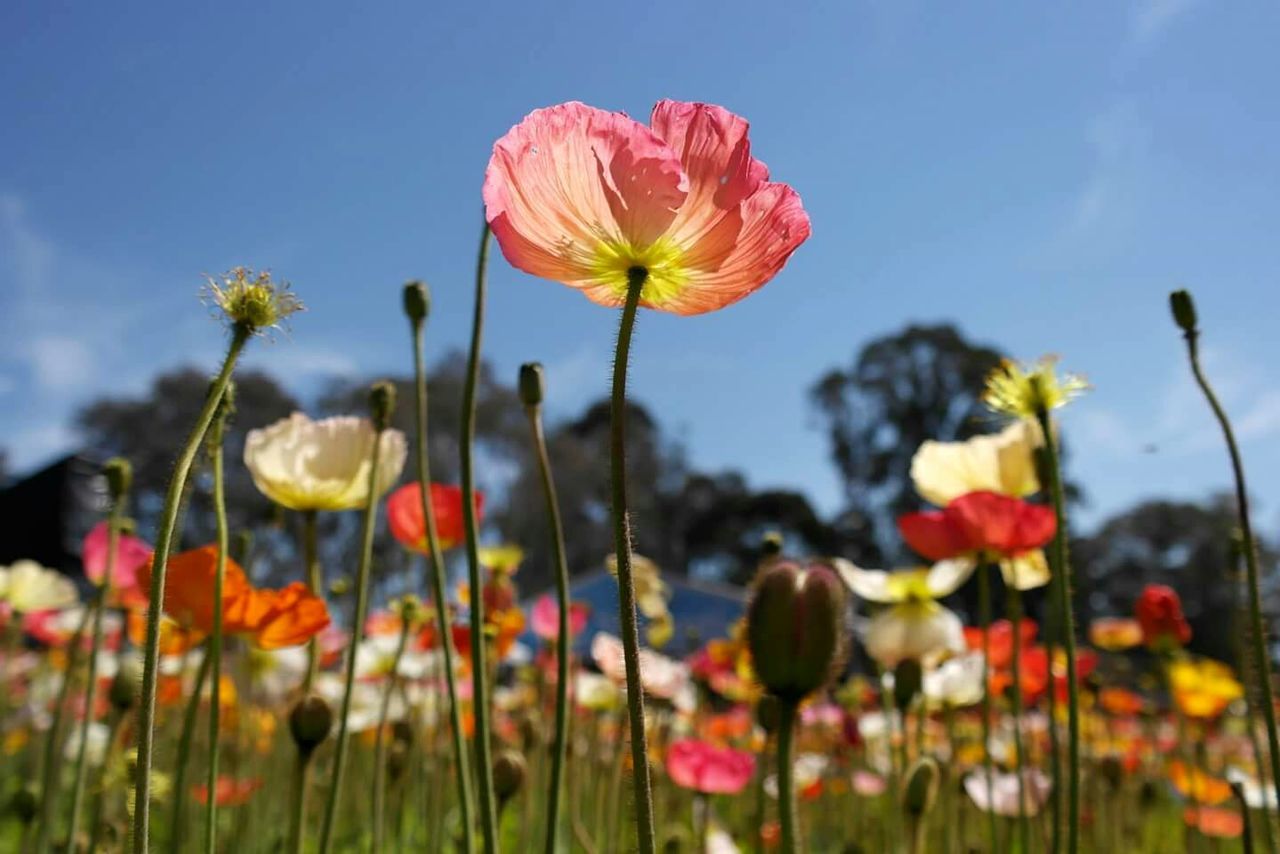 Close-up of pink flowers blooming in field