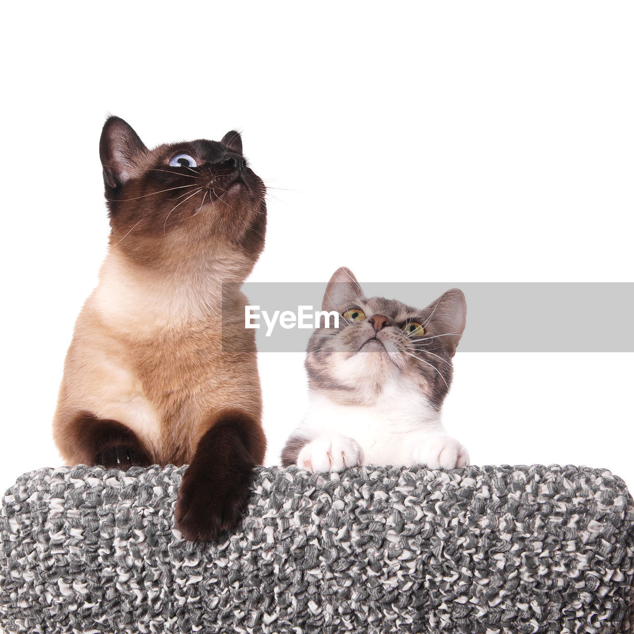 Cats on ottoman against white background