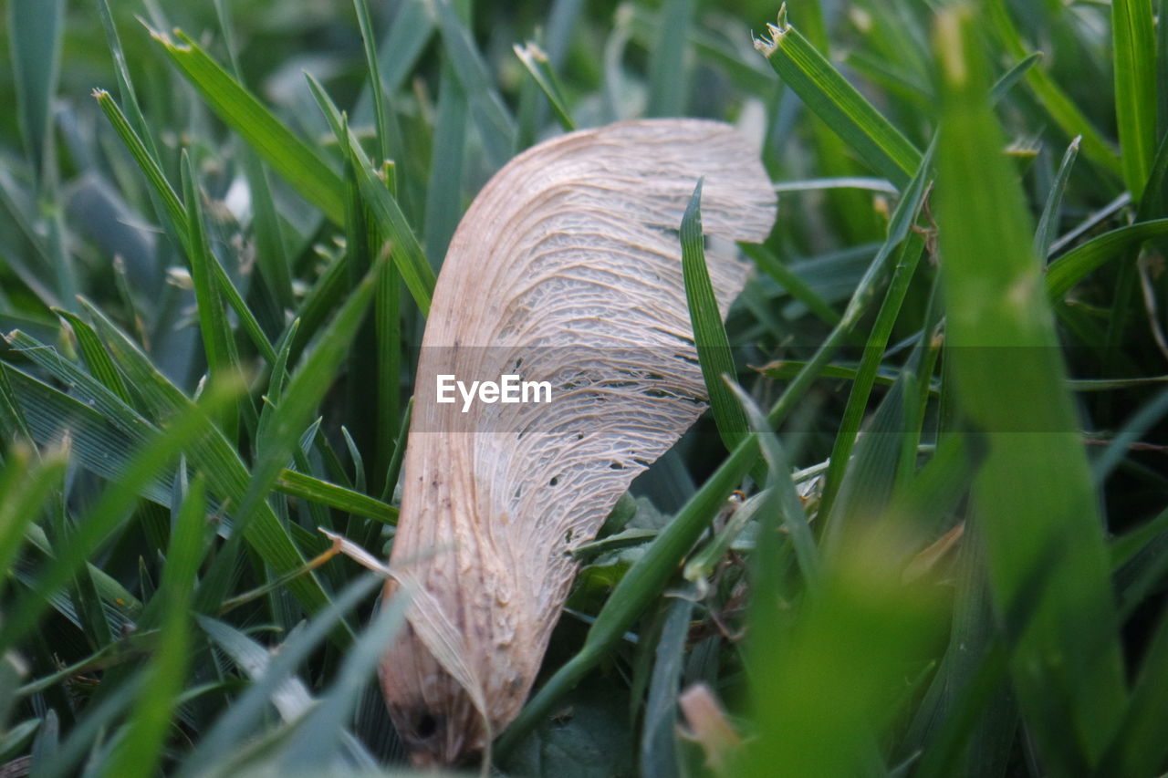 CLOSE-UP OF GRASS ON FIELD