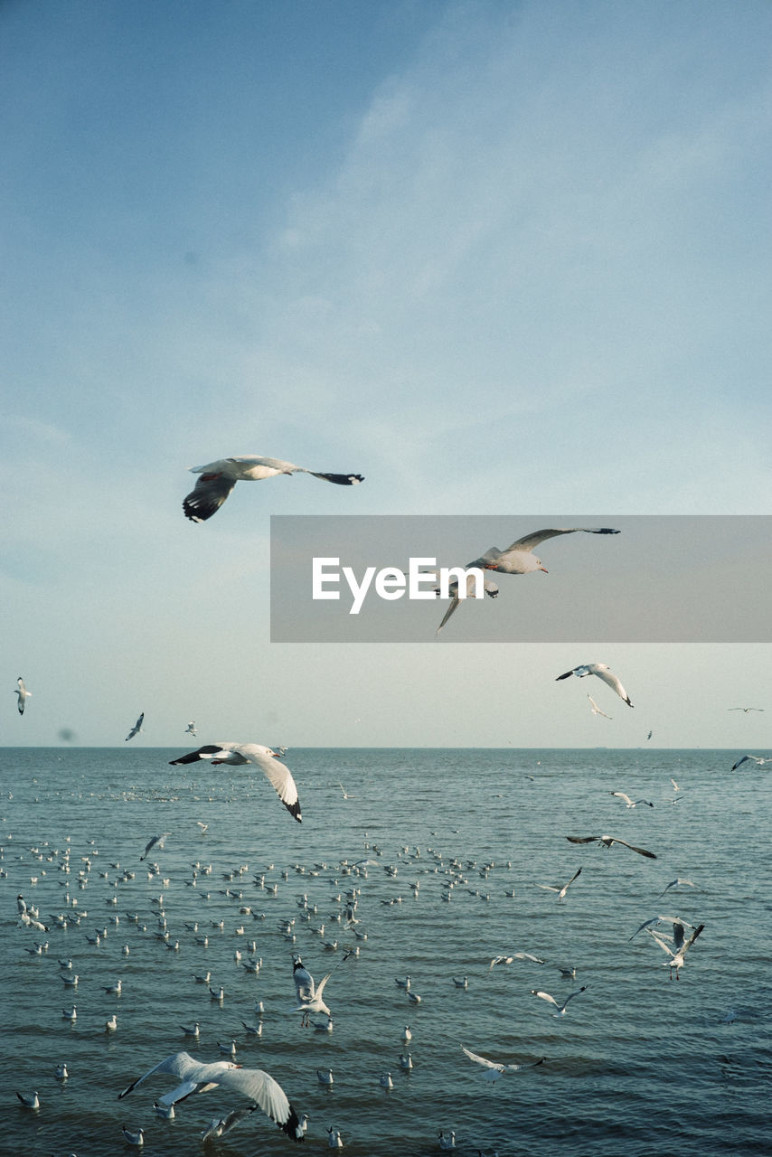 Seagulls flying over sea against sky