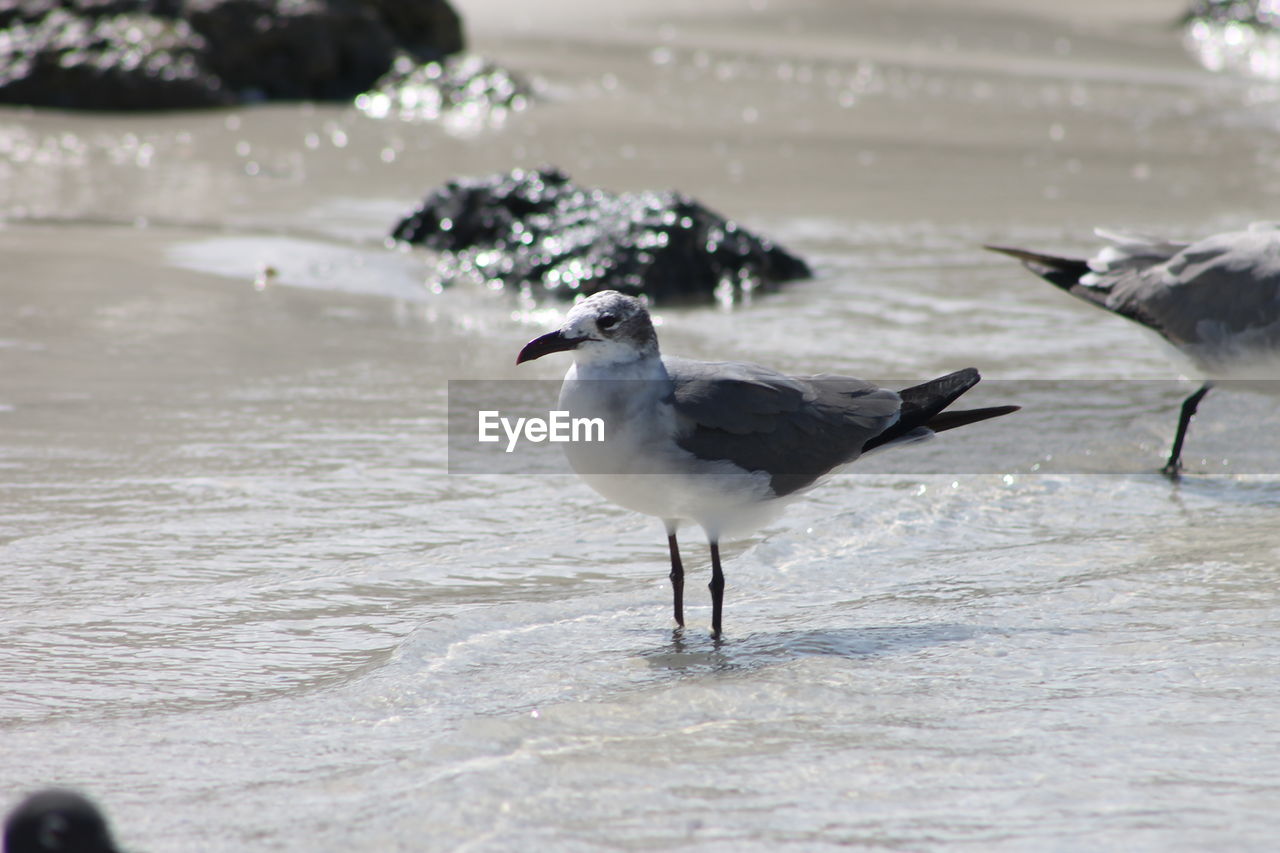 BIRDS ON BEACH