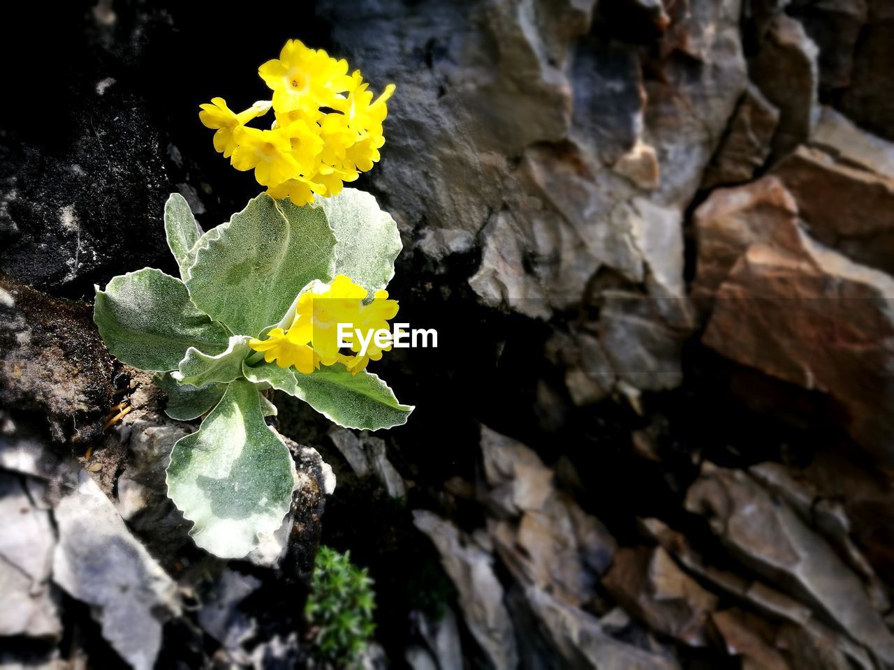 CLOSE-UP OF YELLOW FLOWER BLOOMING