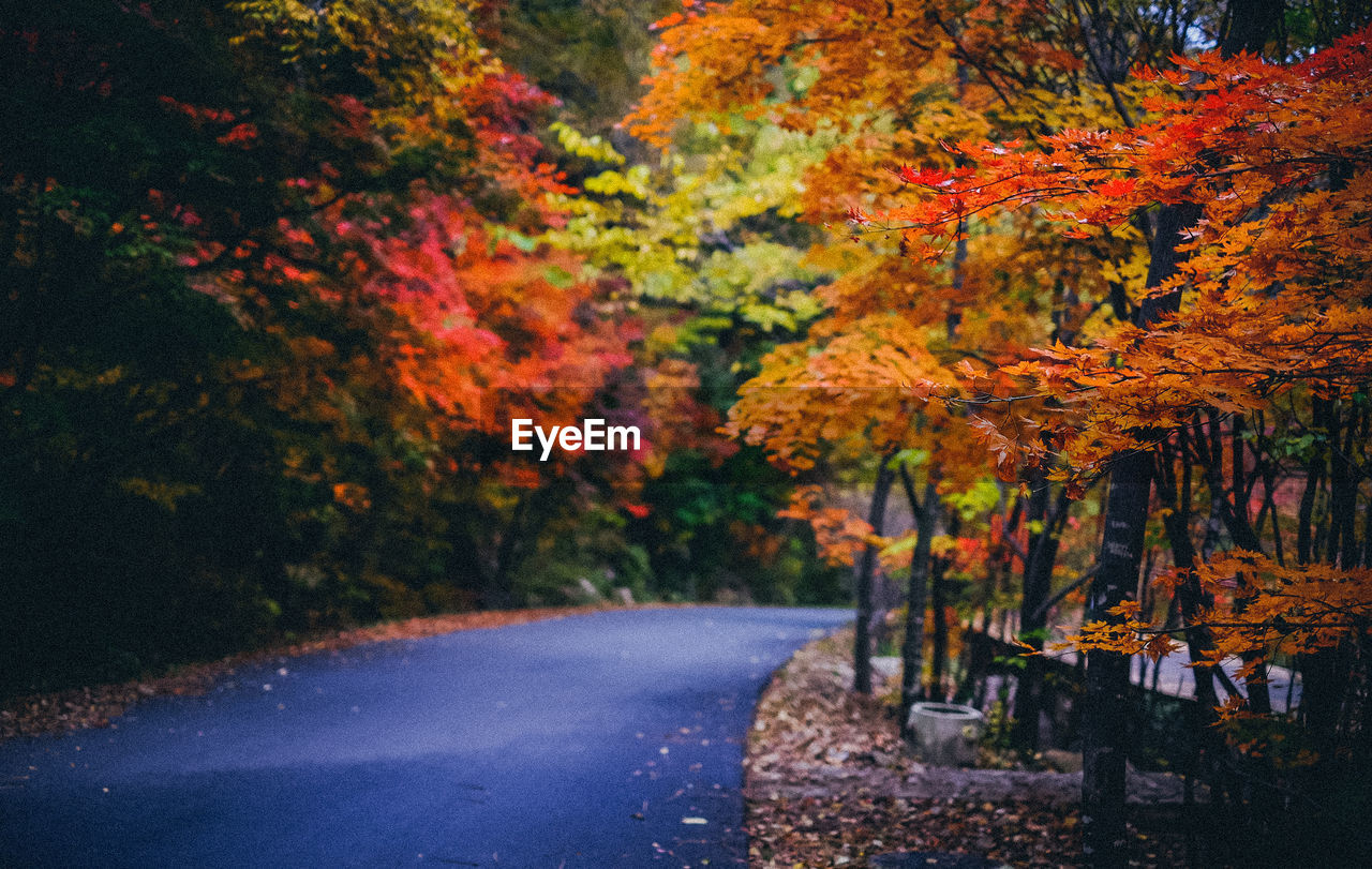 Empty road amidst autumn trees