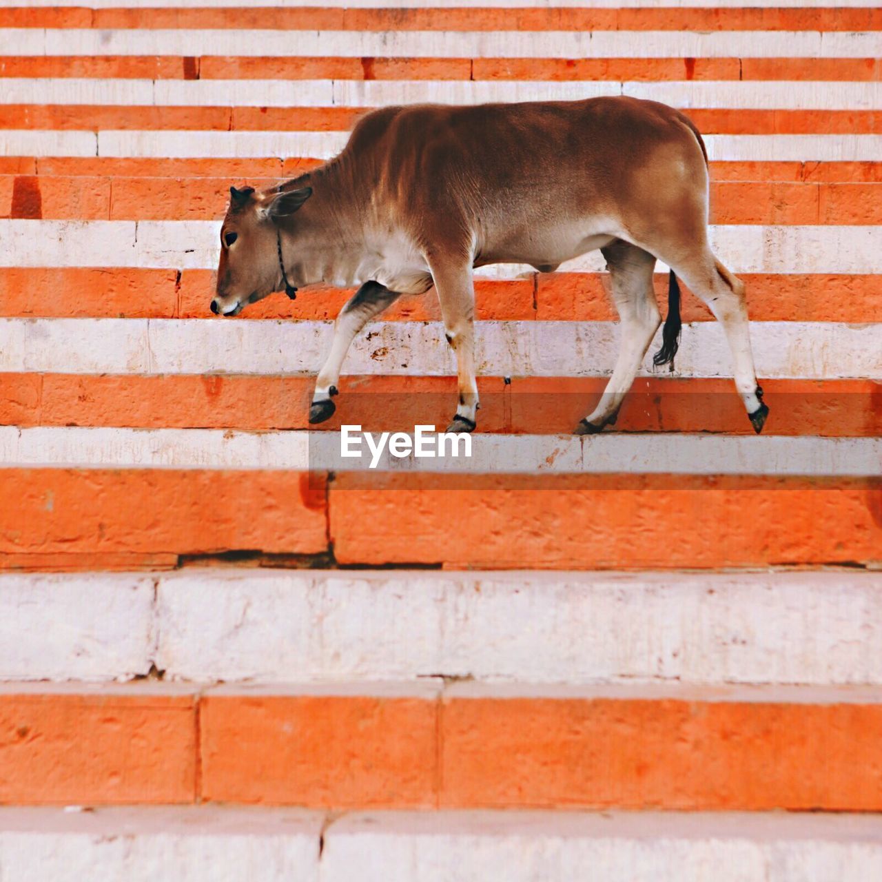 Cattle on steps
