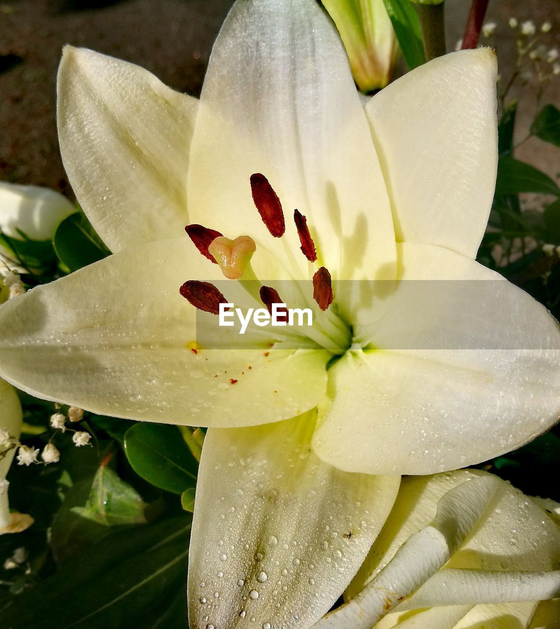 CLOSE-UP OF WET FLOWER BLOOMING OUTDOORS