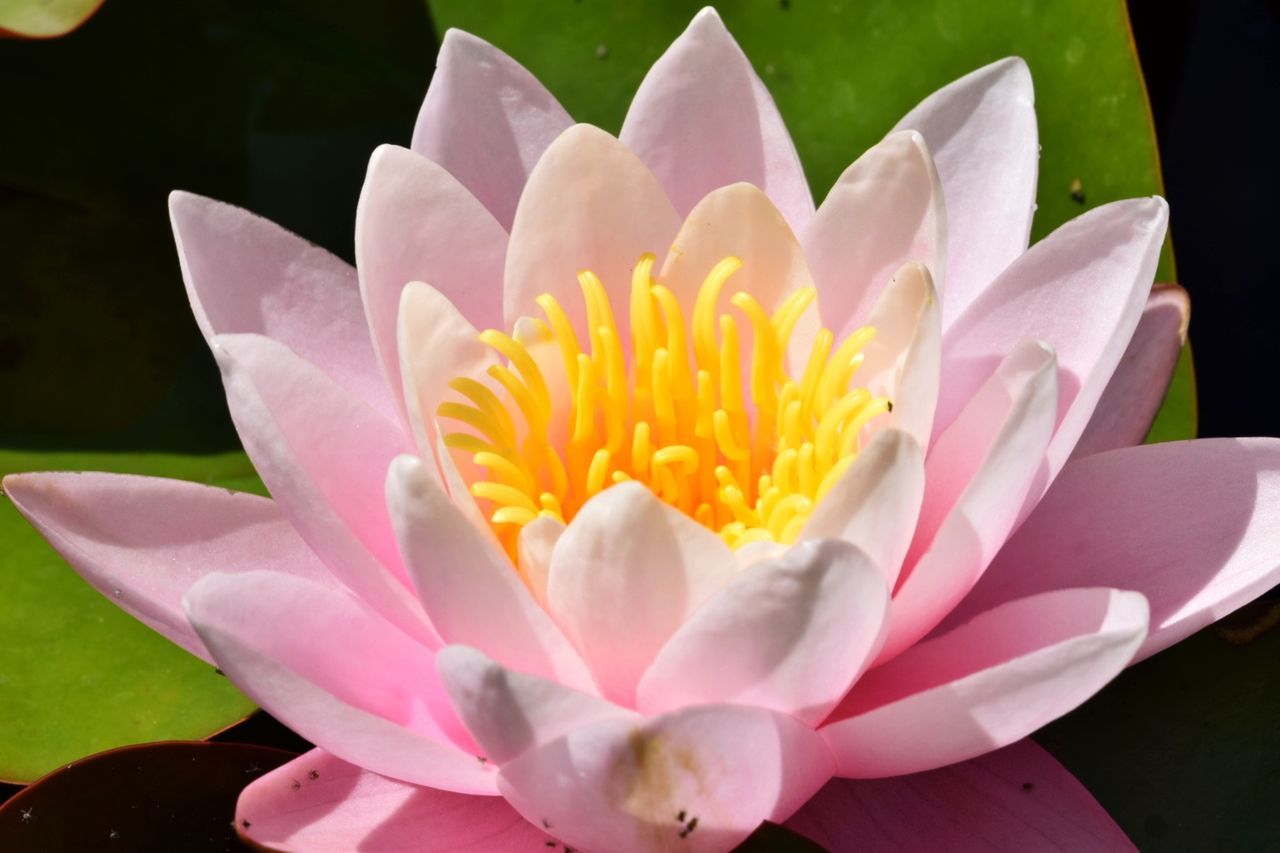 CLOSE-UP OF PINK LOTUS