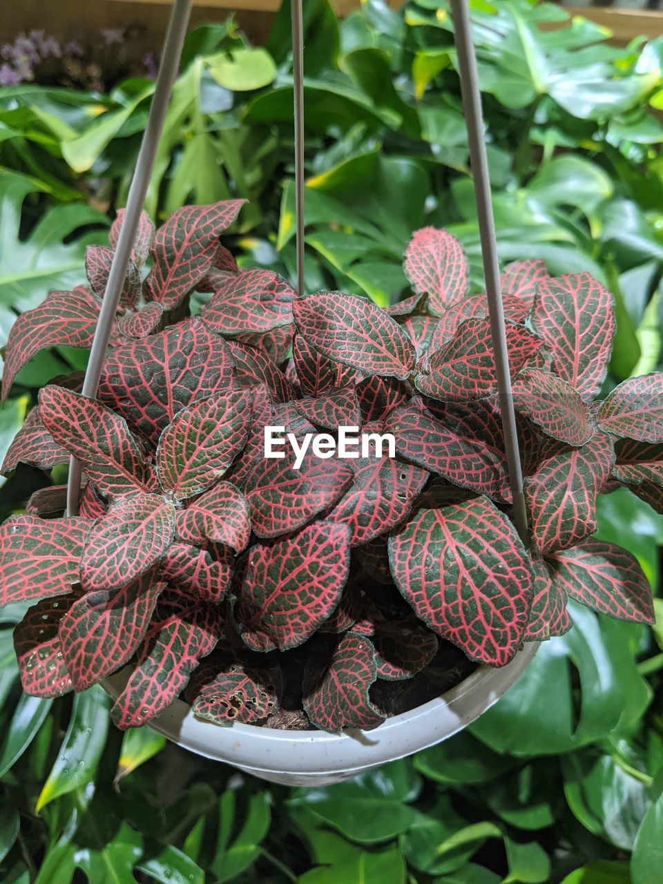 HIGH ANGLE VIEW OF PURPLE FLOWERING PLANTS