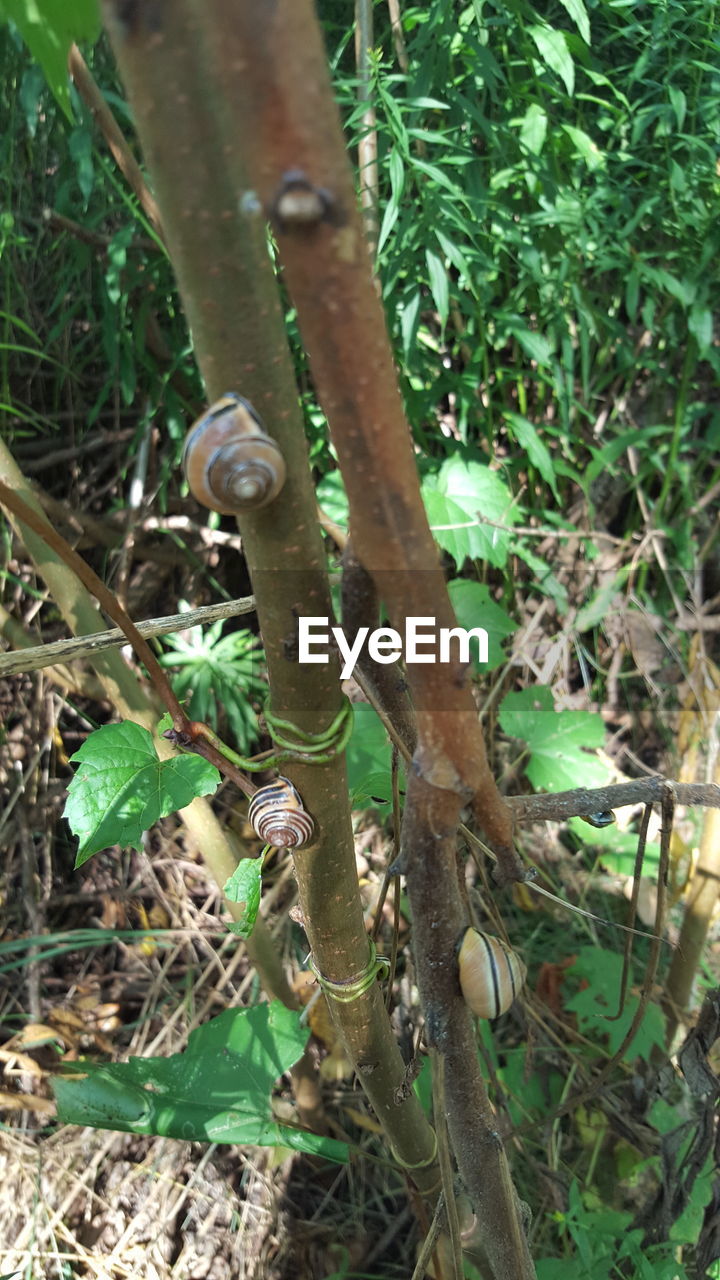 CLOSE-UP OF LIZARD ON BRANCH IN FOREST