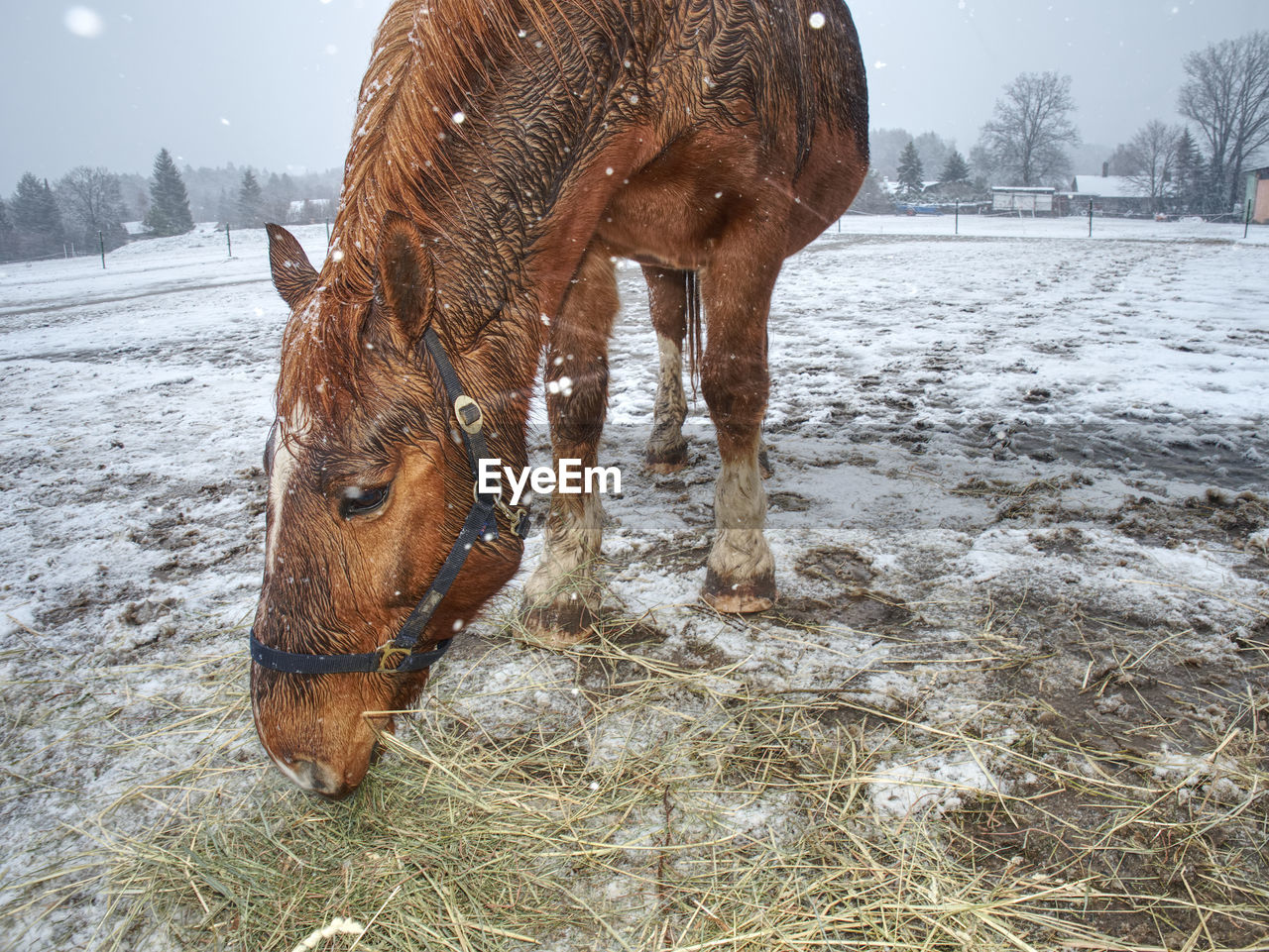 Brown horse in falling snow with close face and eyes.horse in winter. nice western horse with snow