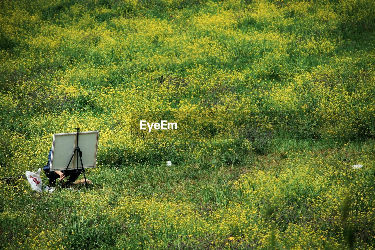 Plants growing on field