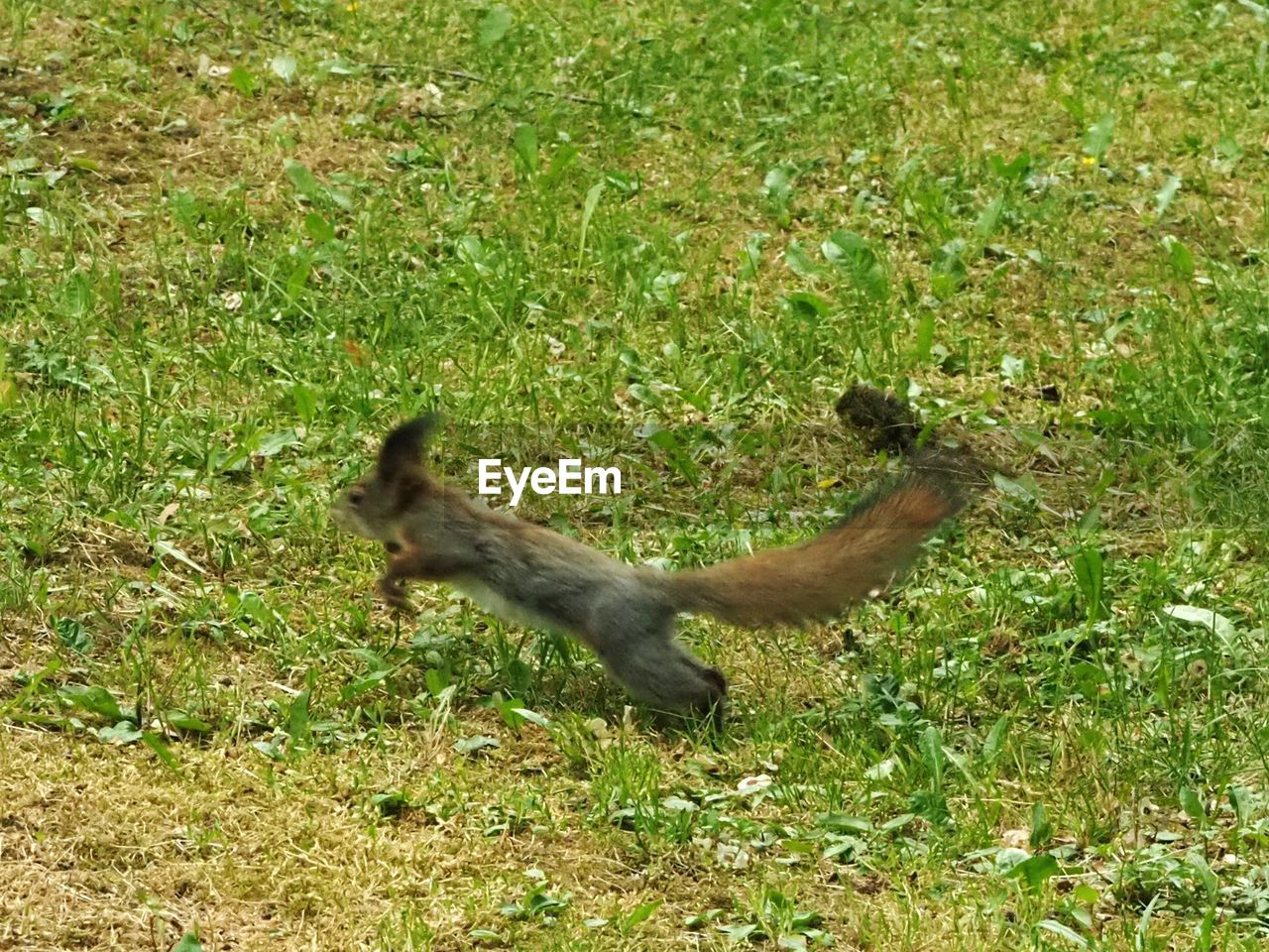 SQUIRREL RUNNING ON GRASS