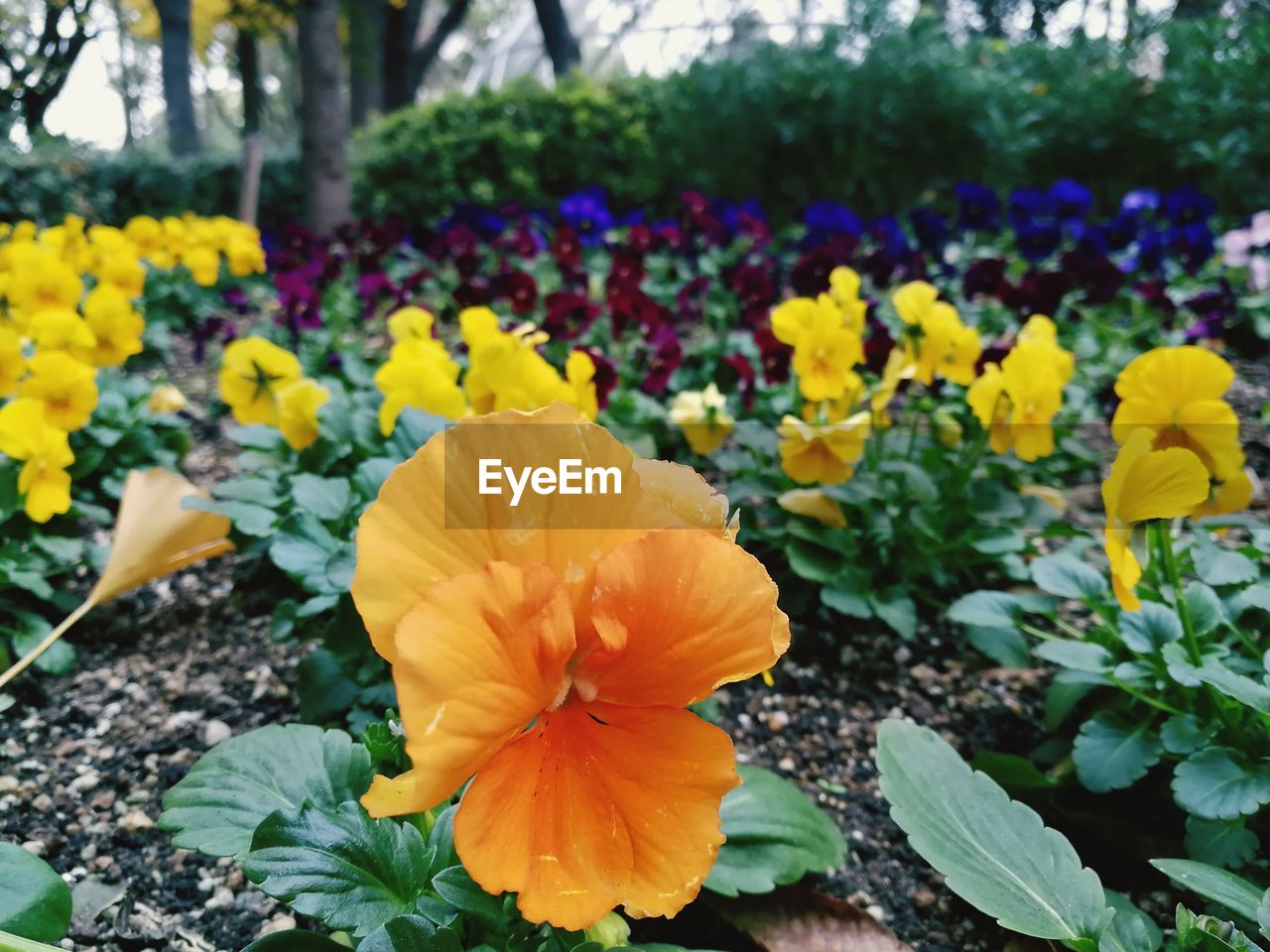 CLOSE-UP OF YELLOW FLOWERING PLANT IN BLOOM