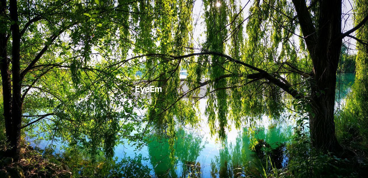 Low angle view of trees in forest