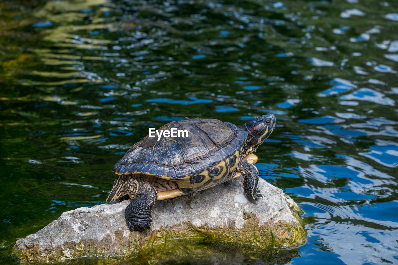 View of a turtle swimming in lake