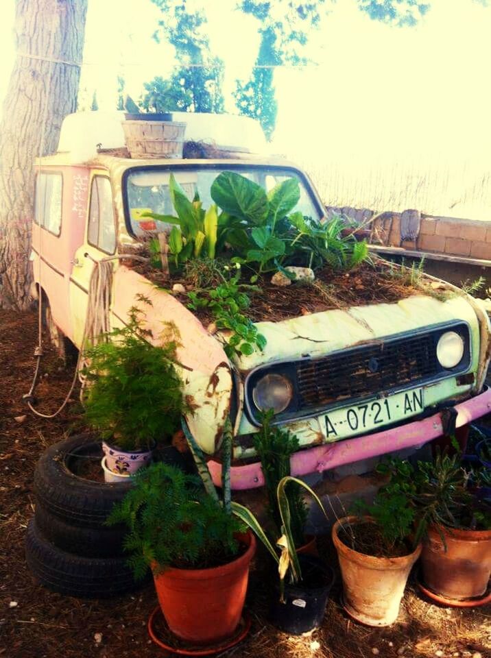 PLANTS GROWING IN CONTAINER