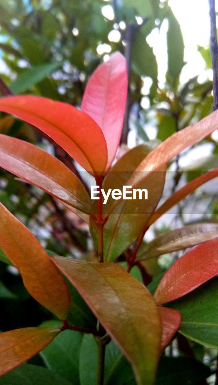 CLOSE-UP OF FLOWER AGAINST BLURRED BACKGROUND