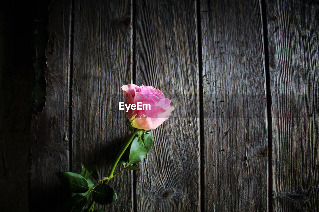 CLOSE-UP OF PINK ROSE ON WOOD AGAINST BLUE SKY
