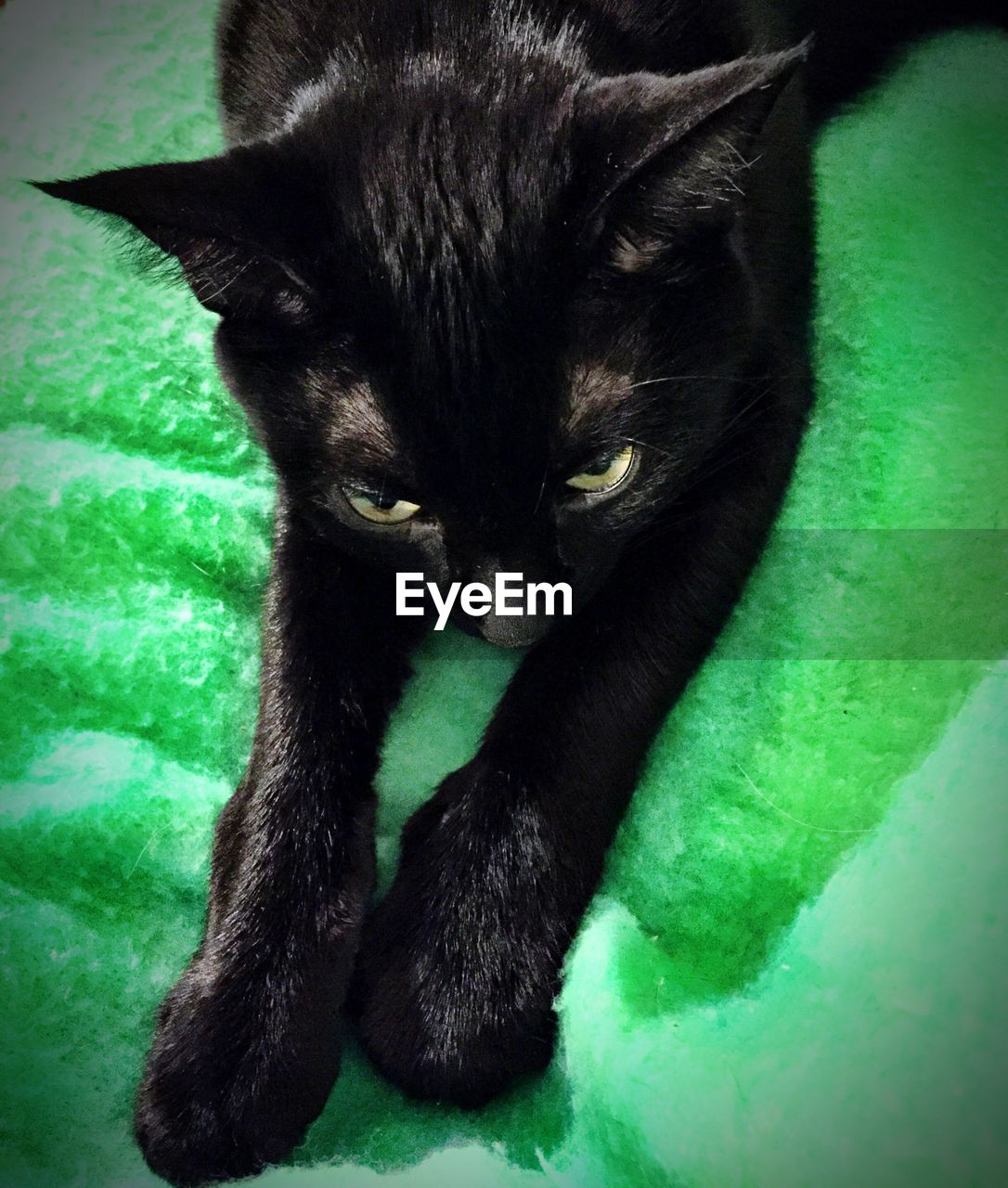 High angle view portrait of cat on bed