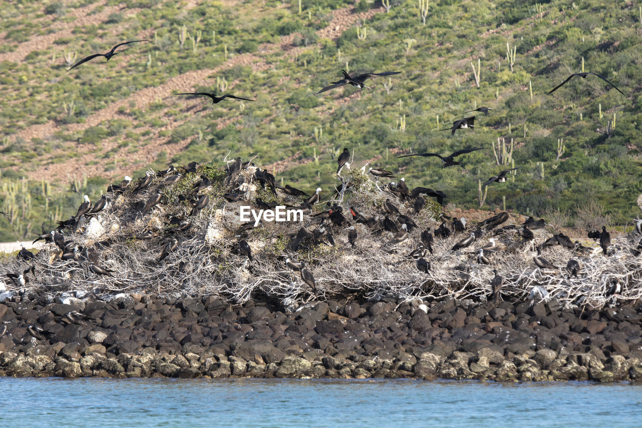 Large group of nesting frigate birds at espiritu santo island.