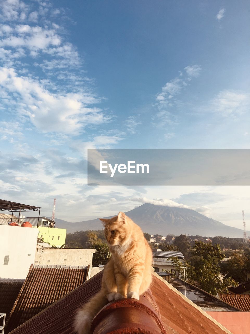 Portrait of a cat sitting on mountain against sky