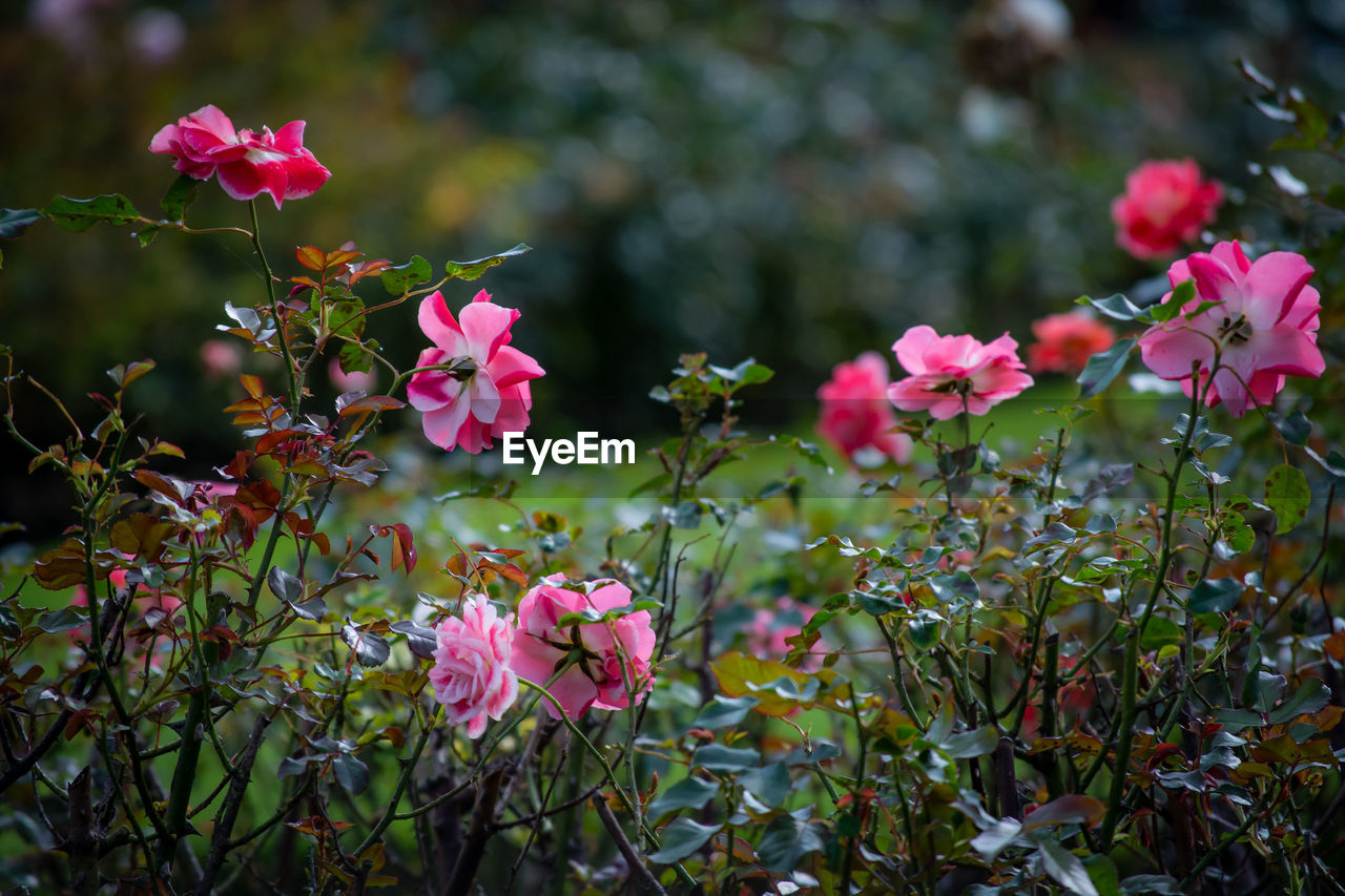 Pink flowers blooming outdoors