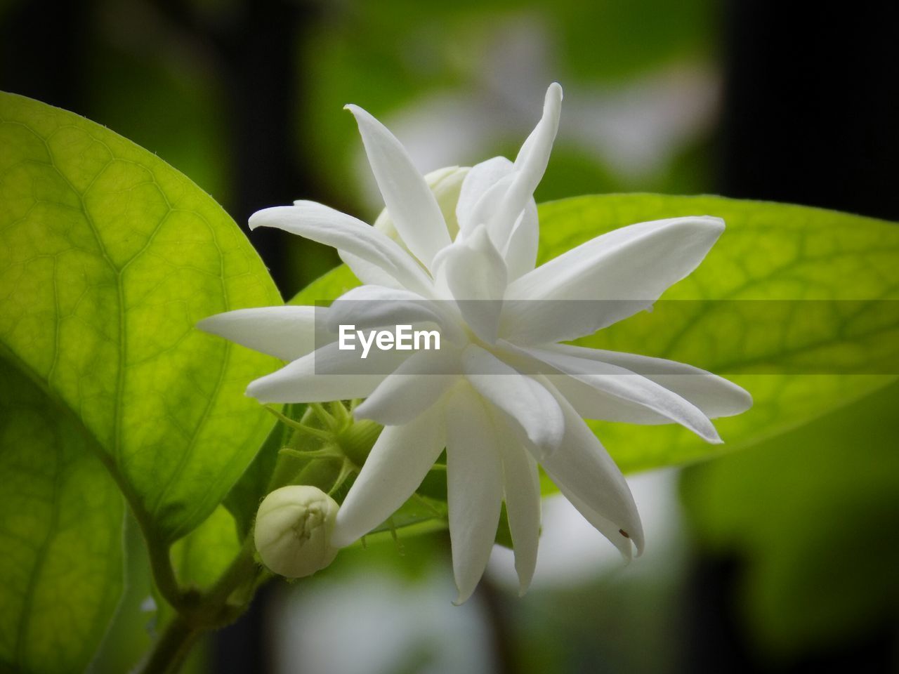 CLOSE-UP OF WHITE FLOWER