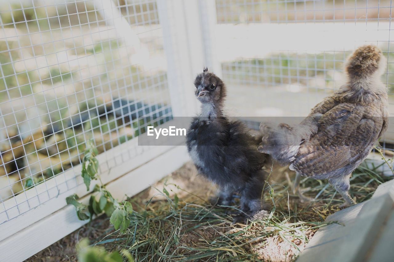 Silkie bantam and easter egger chicks